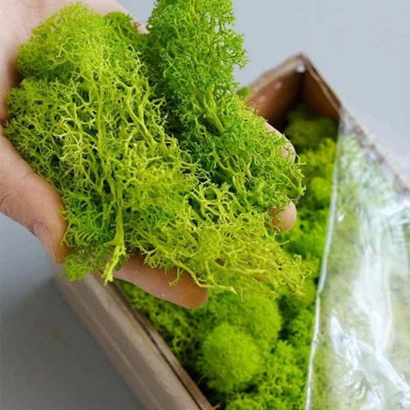 エターライフ-造花グリーンの植物,草,家,庭の装飾,手作りの - Sphagnum Moss Dry のレビューと価格